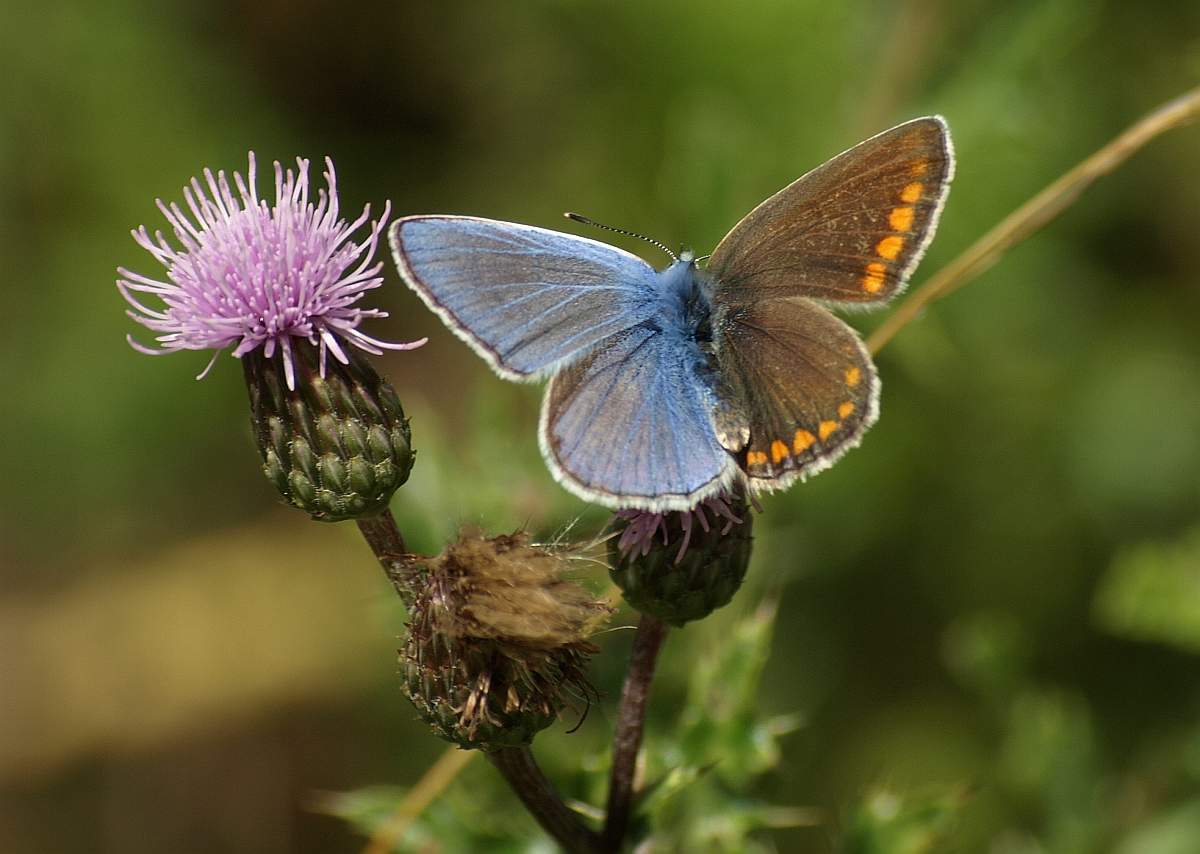 Plebejus icarus (bilateral gynandromorp, ZwitterHauhechelblaeuling) (Internet Image property of respective owner, non-commercial use only)